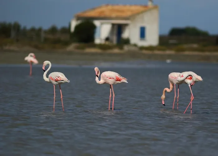 Escapade En Camargue