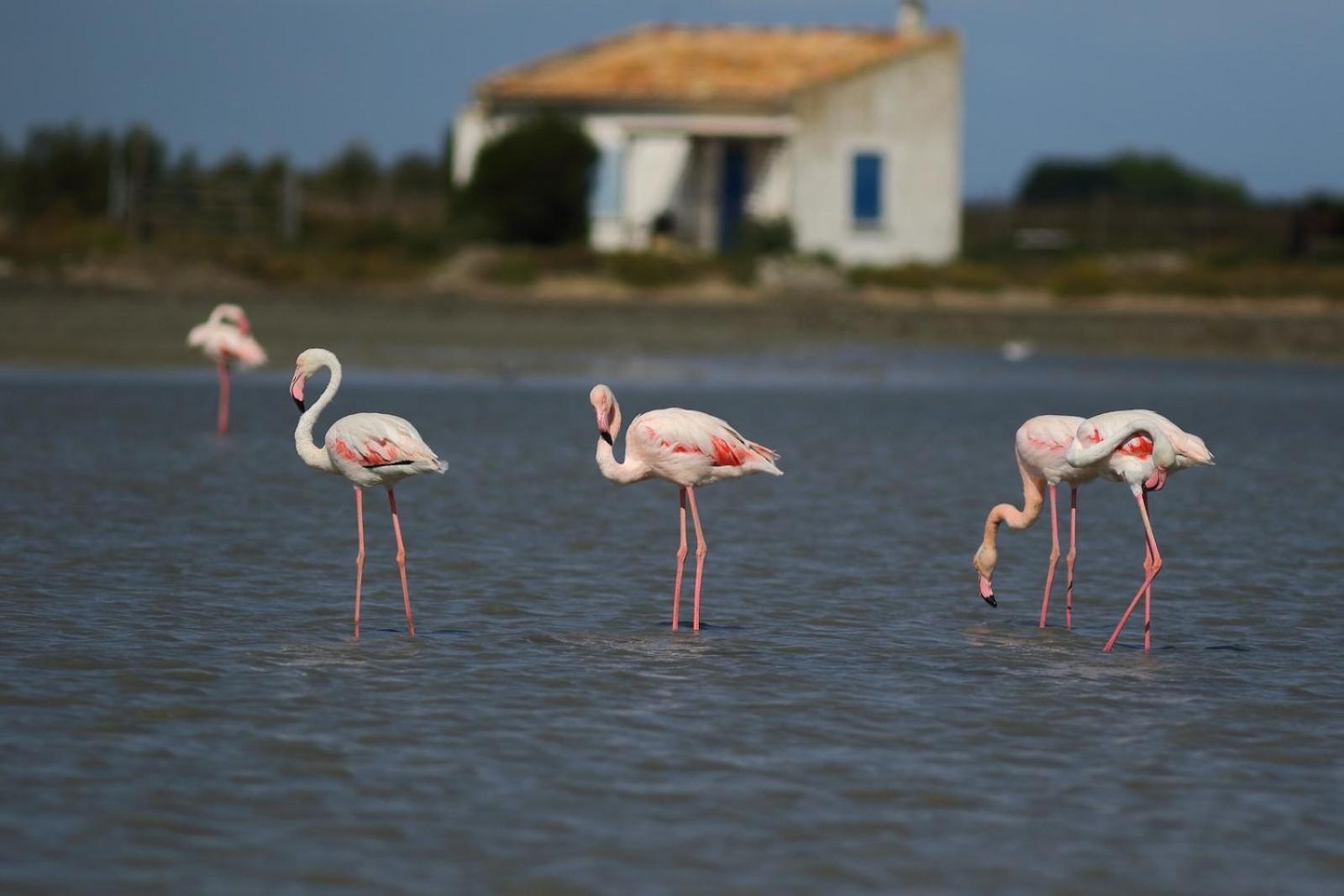 Apartment Escapade En Camargue